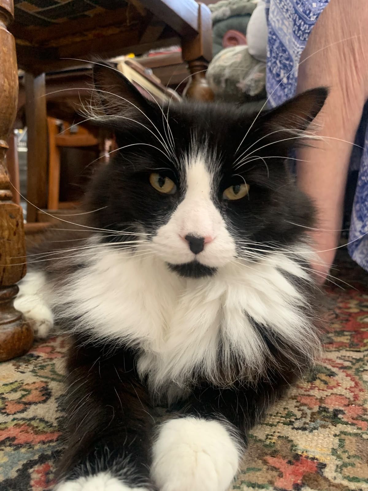 Winston