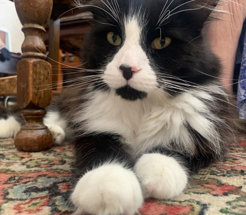 Winston