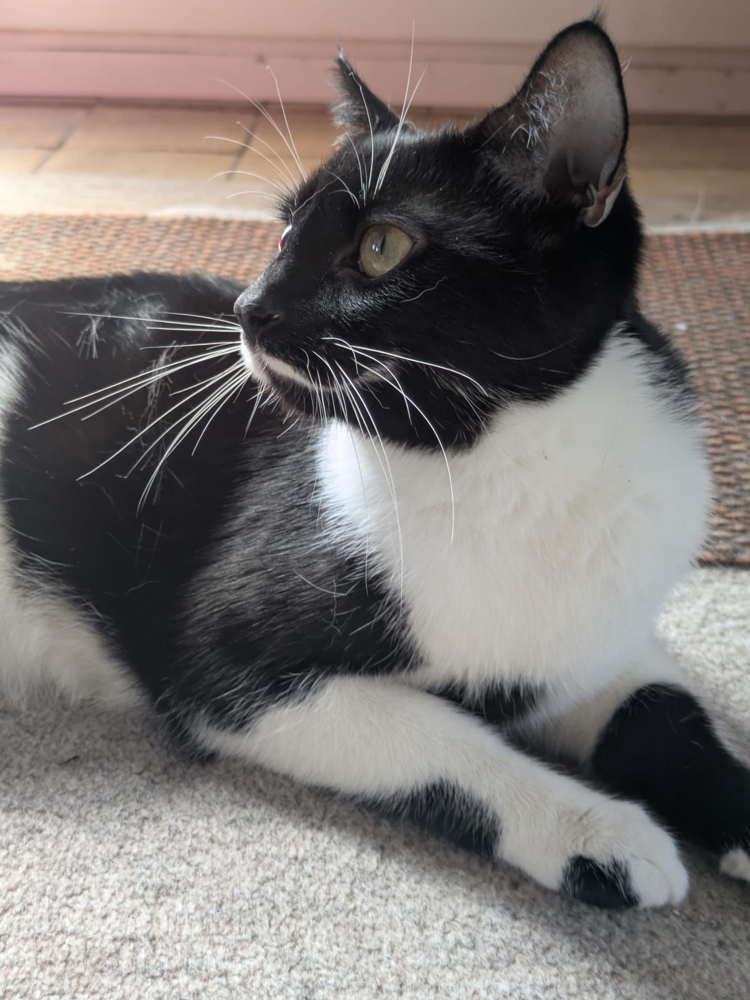 Mittens