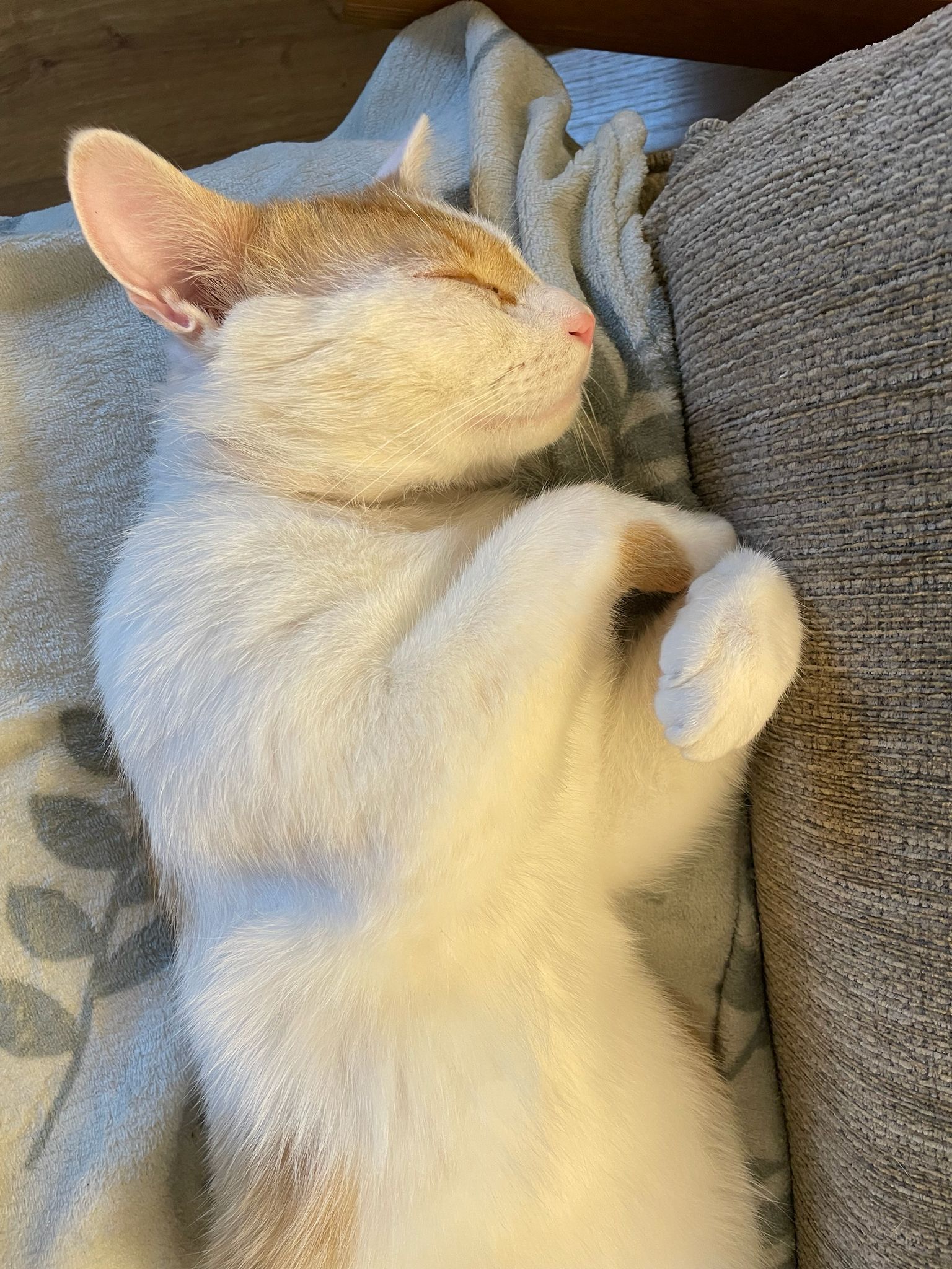 Harvey