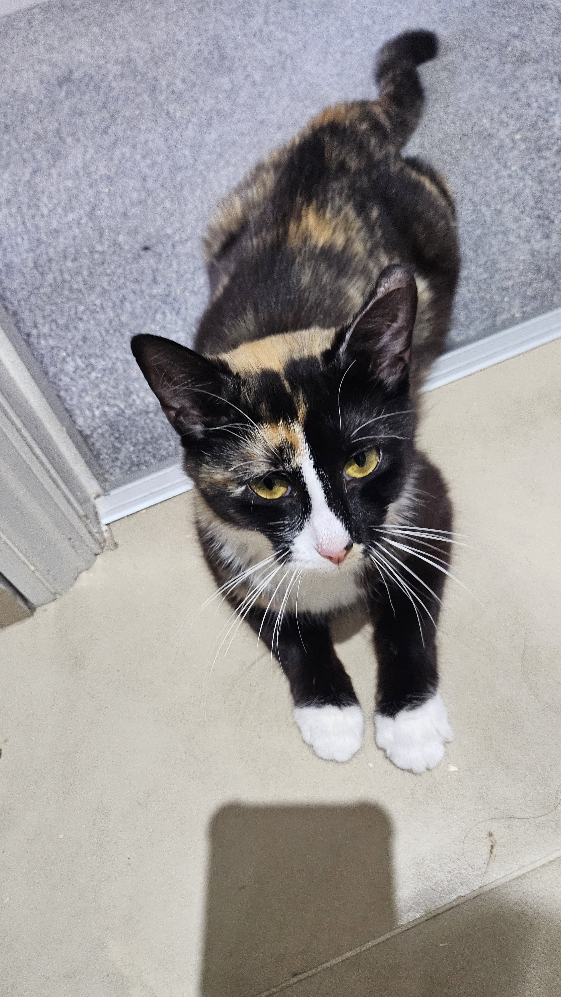 Kiki